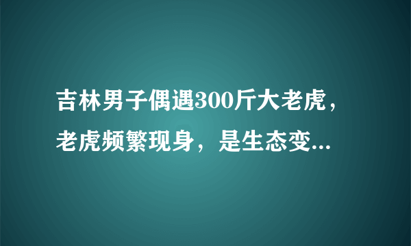 吉林男子偶遇300斤大老虎，老虎频繁现身，是生态变好还是变差？