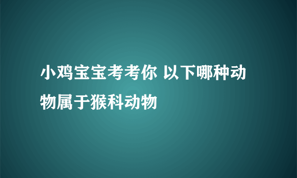 小鸡宝宝考考你 以下哪种动物属于猴科动物