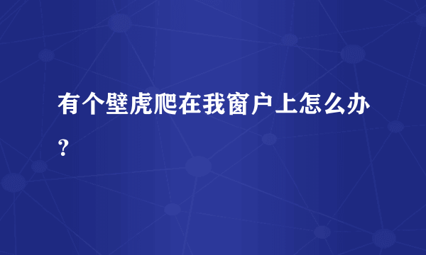 有个壁虎爬在我窗户上怎么办？