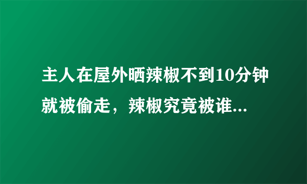 主人在屋外晒辣椒不到10分钟就被偷走，辣椒究竟被谁偷走了？