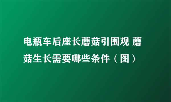 电瓶车后座长蘑菇引围观 蘑菇生长需要哪些条件（图）