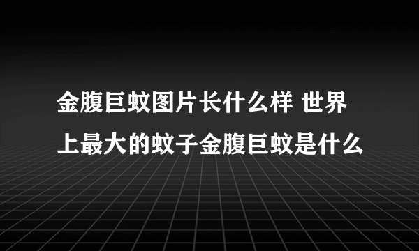 金腹巨蚊图片长什么样 世界上最大的蚊子金腹巨蚊是什么