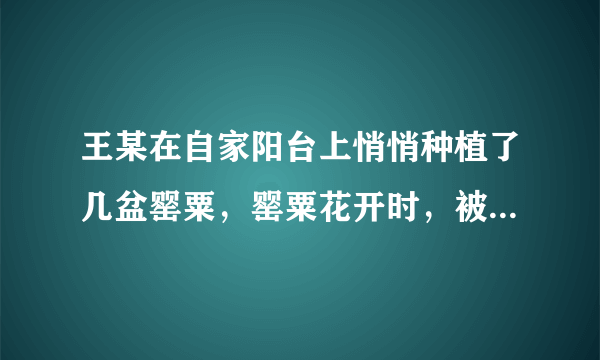 王某在自家阳台上悄悄种植了几盆罂粟，罂粟花开时，被放学回家的几个中学生发现后检举。公安机关责令王某铲除罂粟，并处罚了王某。王某的行为是（ ）。