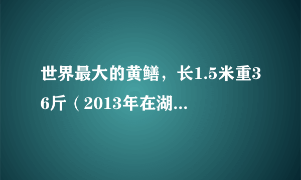 世界最大的黄鳝，长1.5米重36斤（2013年在湖州被捉）