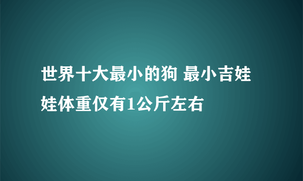 世界十大最小的狗 最小吉娃娃体重仅有1公斤左右