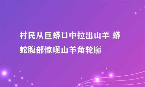 村民从巨蟒口中拉出山羊 蟒蛇腹部惊现山羊角轮廓