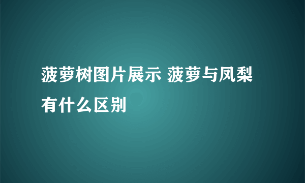 菠萝树图片展示 菠萝与凤梨有什么区别