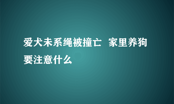 爱犬未系绳被撞亡  家里养狗要注意什么