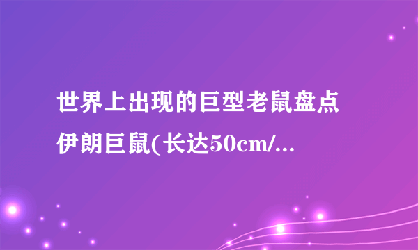 世界上出现的巨型老鼠盘点 伊朗巨鼠(长达50cm/重达10斤)