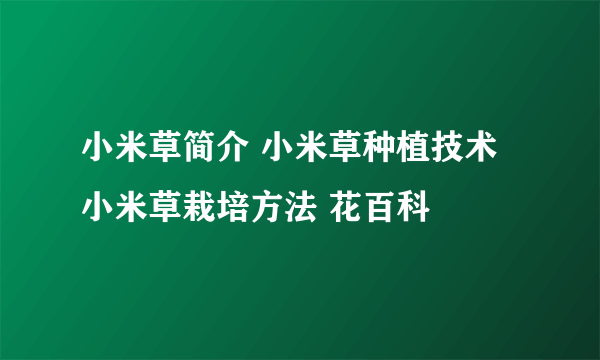 小米草简介 小米草种植技术 小米草栽培方法 花百科