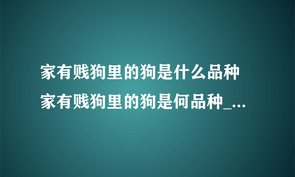 家有贱狗里的狗是什么品种 家有贱狗里的狗是何品种_飞外经验