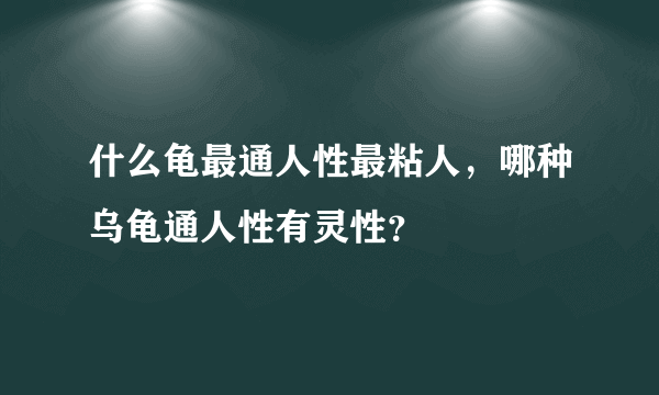 什么龟最通人性最粘人，哪种乌龟通人性有灵性？