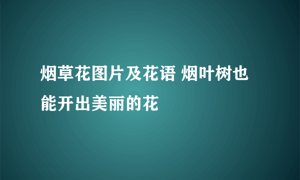 烟草花图片及花语 烟叶树也能开出美丽的花